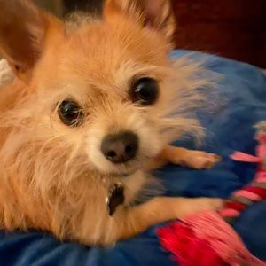 Meet your Posher, Analyn